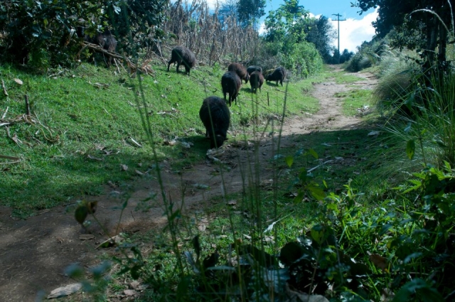 Caminatas en la naturaleza